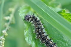 Aglais urticae